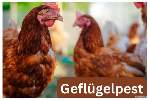 Zwei braune Hühner, rechts unten in der Ecke das Wort "Geflügelpest".
