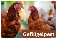 Zwei braune Hühner und der Schriftzug "Geflügelpest" sind zu sehen.
