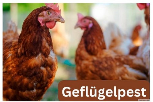 Zwei braune Hühner und der Schriftzug "Geflügelpest" sind zu sehen.