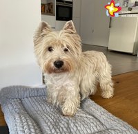 Das Foto zeigt einen kleinen West-Highland-White-Terrier.