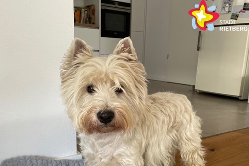 Das Foto zeigt einen kleinen West-Highland-White-Terrier.