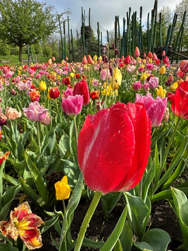 Tulpen buddeln - Blumenzwiebeln eine neue Heimat geben