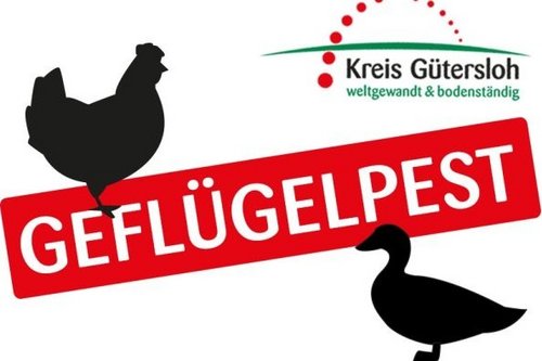 Das Symbolbild zeigt die Schatten von einem Huhn und einer Ente sowie den Schriftzug "Geflügelpst" in Großbuchstaben.