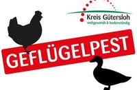 Das Symbolbild zeigt die Schatten von einem Huhn und einer Ente sowie den Schriftzug "Geflügelpst" in Großbuchstaben.