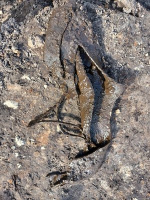Von einem mittelalterlichen Lederschuh hat sich das Oberleder sehr gut im feuchten Untergrund erhalten.
