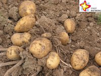 Mehrere Kartoffeln liegen frisch geerntet und noch von Erde umgeben auf einem Feld.