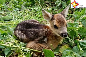 Ein Rehkitz hockt am Boden aus grünem Gras und blickt scheu in die Kamera.