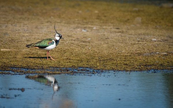 Feuchtwiesen-Tour durch das Vogelschutzgebiet - eine Veranstaltung im Rahmen der Klimawoche 2025
