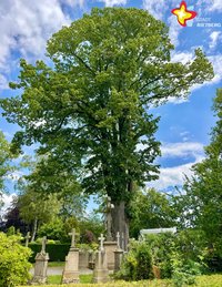 Ein großer Baum mit reicher grüner Krone ragt in den blauen Himmel.