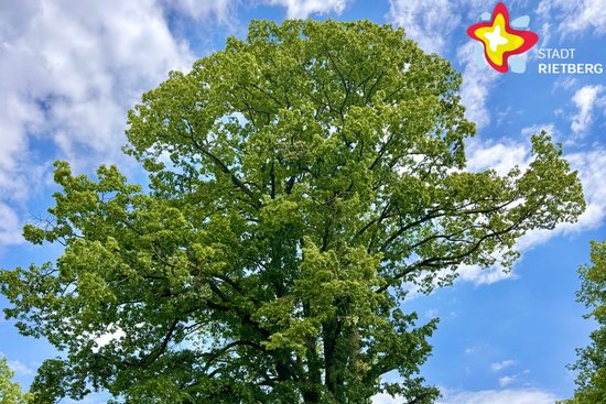 Ein großer Baum mit reicher grüner Krone ragt in den blauen Himmel.