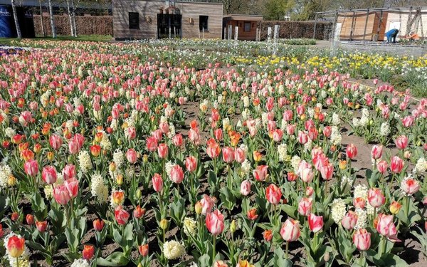 Tulpen buddeln